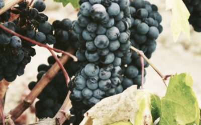 Iure ipsum facere ea aut dicta